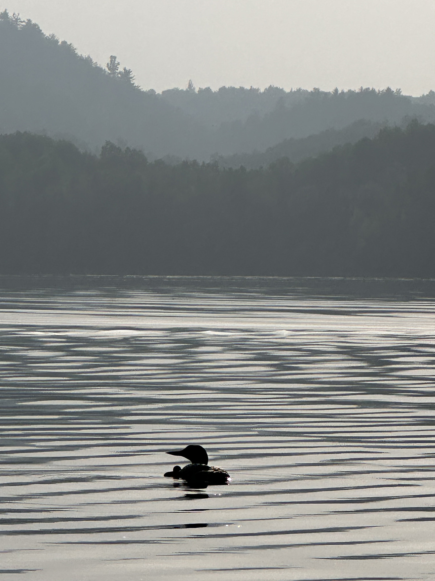 Loon and baby