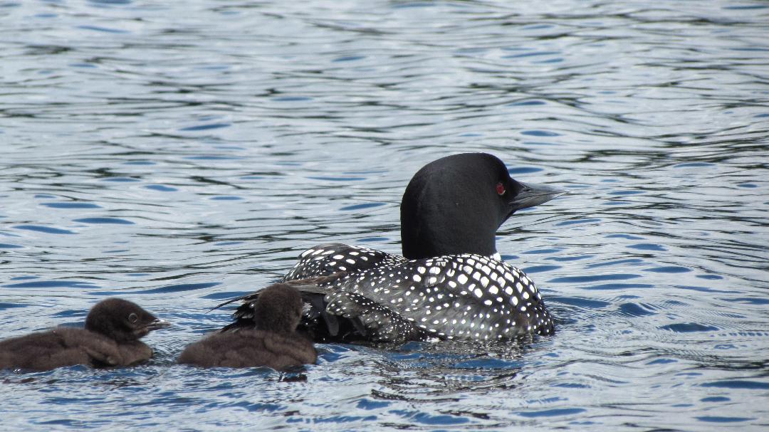 loon and babies