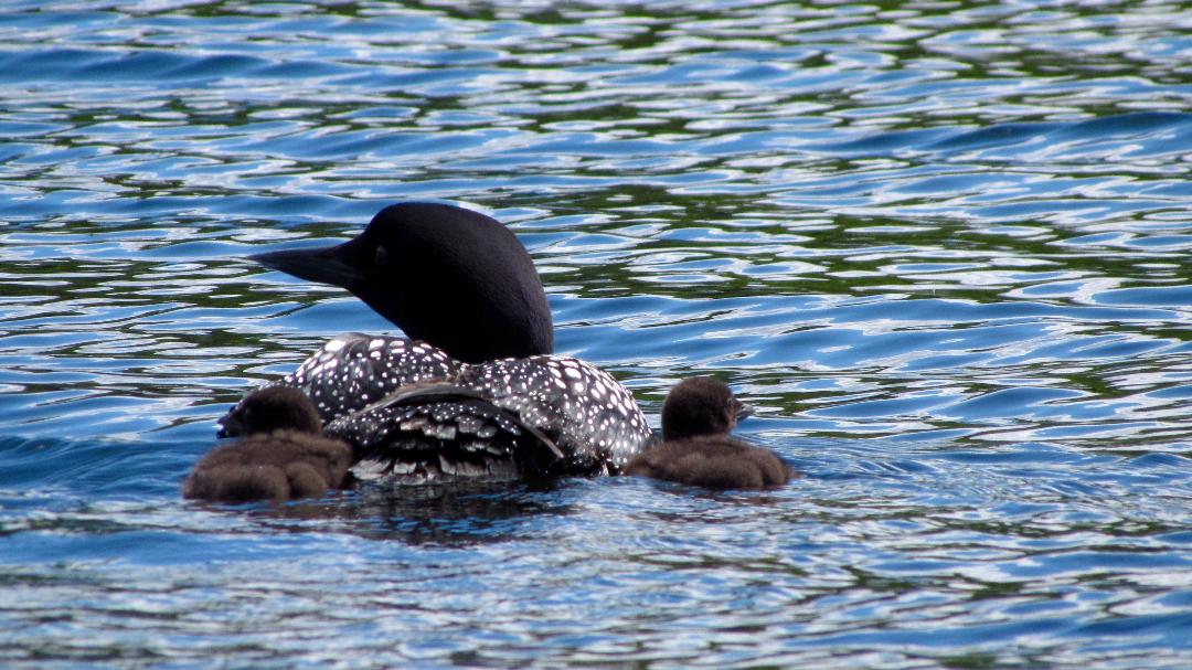 loon and babies
