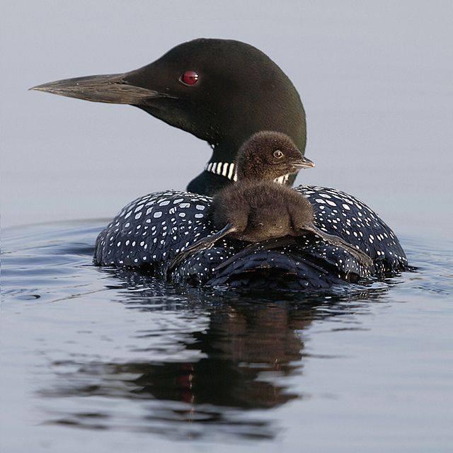 loon and baby