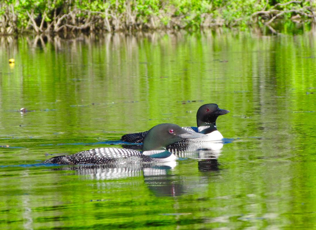 loon couple summer