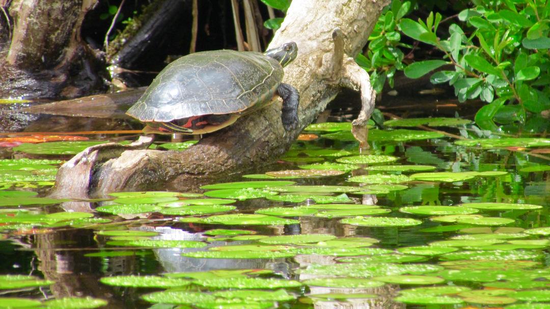 turtle